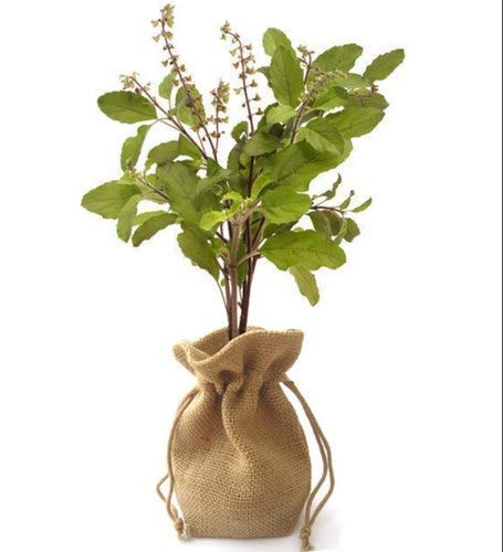 Tulsi Plant Care Tips