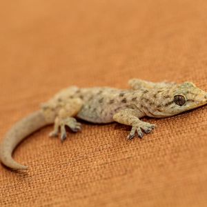 home remedies to get rid of lizards