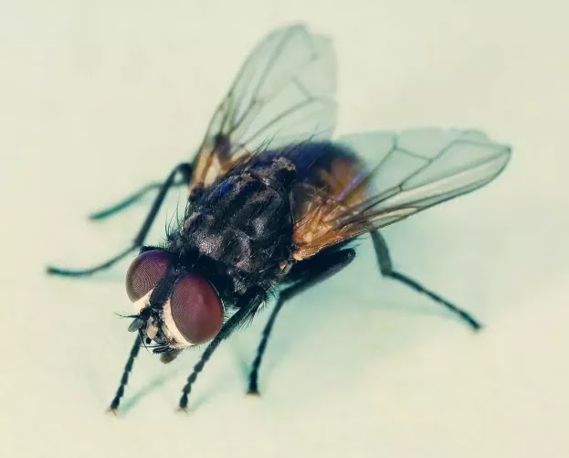 How To Remove Flies From Home