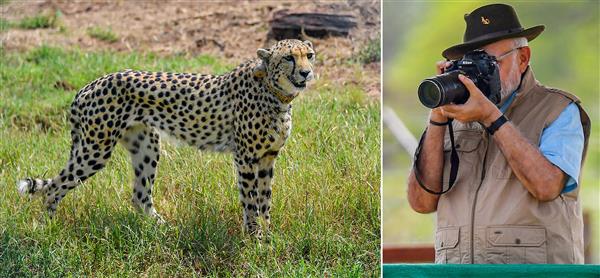 Cheetahs Come back in India after 75 years