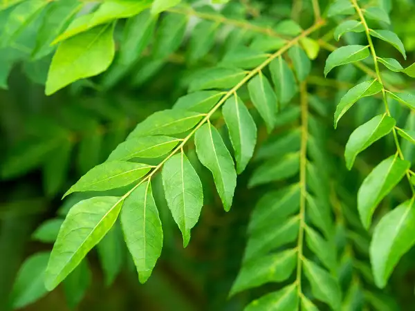 curry leaves benefits