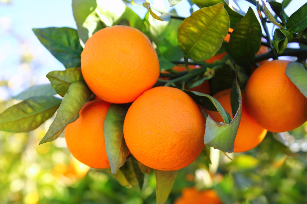 orange health benefits